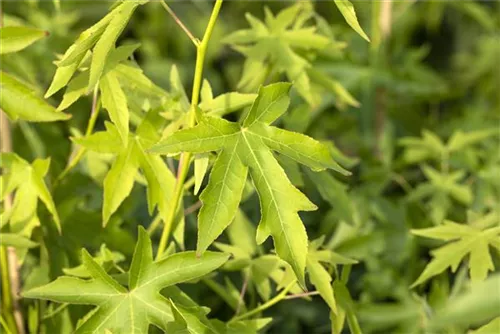 Amberbaum 'Worplesdon' - Liquidambar styraciflua 'Worplesdon' - Ziergehölze