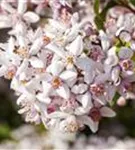 Rosa Maiblumenstrauch - Deutzia rosea