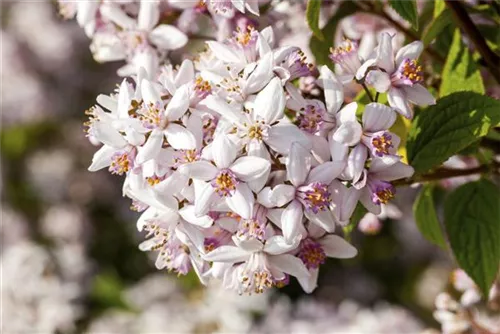 Rosa Maiblumenstrauch - Deutzia rosea