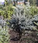 Kleine Blaufichte - Picea pungens 'Glauca Globosa'