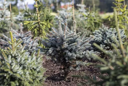 Kleine Blaufichte - Picea pungens 'Glauca Globosa'