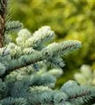 Kleine Blaufichte - Picea pungens 'Glauca Globosa'