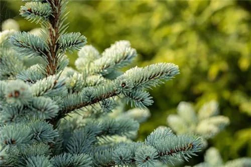 Kleine Blaufichte - Picea pungens 'Glauca Globosa'