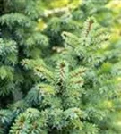 Kleine Blaufichte - Picea pungens 'Glauca Globosa'