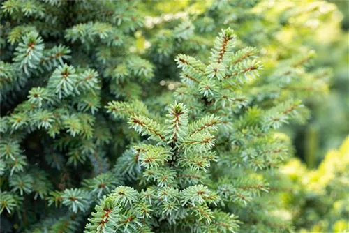 Kleine Blaufichte - Picea pungens 'Glauca Globosa'