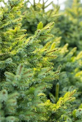 Kleine Blaufichte - Picea pungens 'Glauca Globosa'