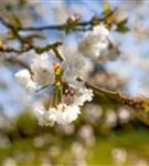 Vogelkirsche - Prunus avium 'Plena'