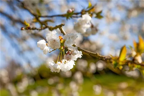 Vogelkirsche - Prunus avium 'Plena'