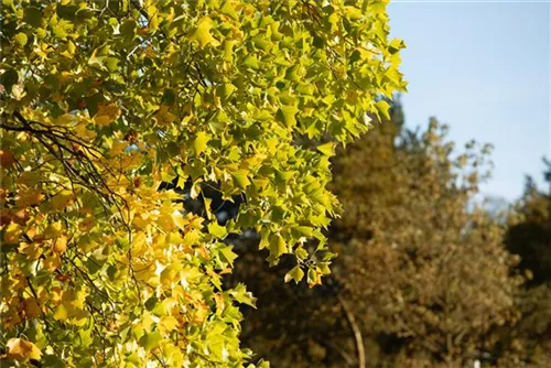 Amerik.Tulpenbaum - Liriodendron tulipifera