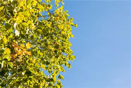 Amerik.Tulpenbaum - Liriodendron tulipifera