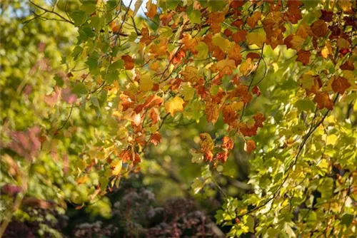 Amerik.Tulpenbaum - Liriodendron tulipifera