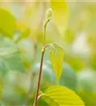 Schwarzbirke,Flussbirke - Betula nigra - Formgehölze