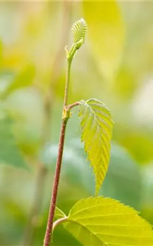 Betula nigra - Formgehölze