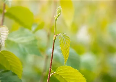 Betula nigra - Formgehölze - Schwarzbirke,Flussbirke