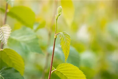 Schwarzbirke,Flussbirke - Betula nigra - Formgehölze