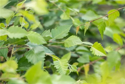 Schwarzbirke,Flussbirke - Betula nigra - Formgehölze