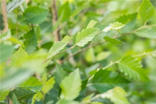 Schwarzbirke,Flussbirke - Betula nigra - Formgehölze