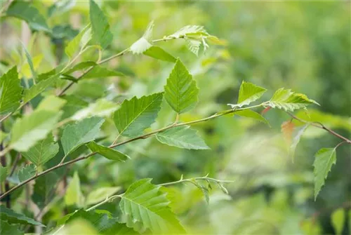 Schwarzbirke,Flussbirke - Betula nigra - Formgehölze