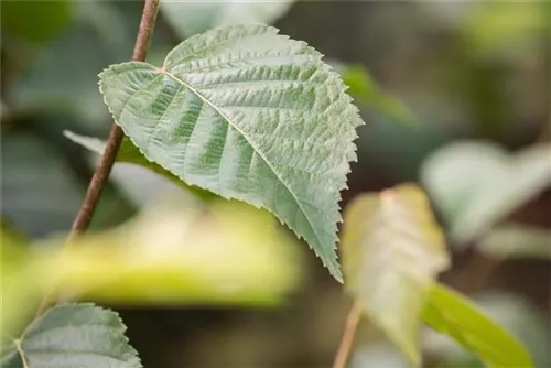 Schwarzbirke,Flussbirke - Betula nigra - Formgehölze