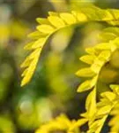 Lederhülsenbaum 'Sunburst' - Gleditsia triacanthos 'Sunburst' - Formgehölze