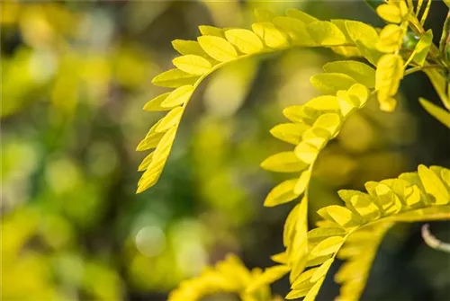 Lederhülsenbaum 'Sunburst' - Gleditsia triacanthos 'Sunburst' - Formgehölze