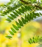 Lederhülsenbaum 'Sunburst' - Gleditsia triacanthos 'Sunburst' - Formgehölze