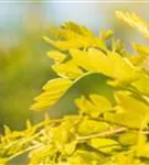 Lederhülsenbaum 'Sunburst' - Gleditsia triacanthos 'Sunburst' - Formgehölze