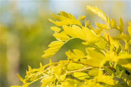 Lederhülsenbaum 'Sunburst' - Gleditsia triacanthos 'Sunburst' - Formgehölze