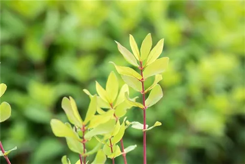 Heckenkirsche 'Kamtschatica' - Lonicera caerulea 'Kamtschatica' - Ziergehölze