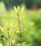 Heckenkirsche 'Kamtschatica' - Lonicera caerulea 'Kamtschatica' - Ziergehölze