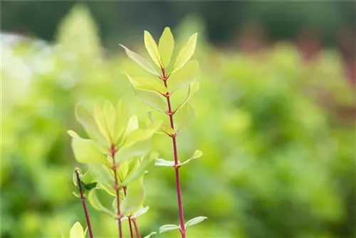 Heckenkirsche 'Kamtschatica' - Lonicera caerulea 'Kamtschatica' - Ziergehölze