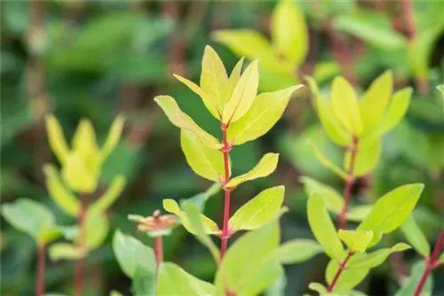 Heckenkirsche 'Kamtschatica' - Lonicera caerulea 'Kamtschatica' - Ziergehölze