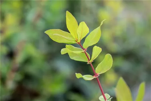 Heckenkirsche 'Kamtschatica' - Lonicera caerulea 'Kamtschatica' - Ziergehölze