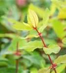 Heckenkirsche 'Kamtschatica' - Lonicera caerulea 'Kamtschatica' - Ziergehölze