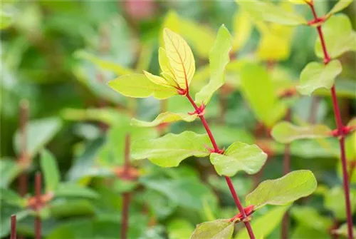 Heckenkirsche 'Kamtschatica' - Lonicera caerulea 'Kamtschatica' - Ziergehölze