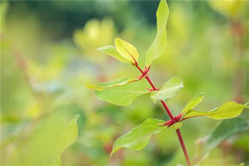 Heckenkirsche 'Kamtschatica' - Lonicera caerulea 'Kamtschatica' - Ziergehölze