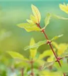 Heckenkirsche 'Kamtschatica' - Lonicera caerulea 'Kamtschatica' - Ziergehölze