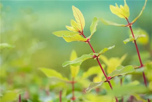 Heckenkirsche 'Kamtschatica' - Lonicera caerulea 'Kamtschatica' - Ziergehölze