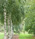 Sandbirke - Betula pendula - Baum