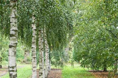 Sandbirke - Betula pendula - Baum