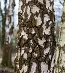 Sandbirke - Betula pendula - Baum