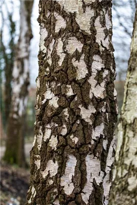 Sandbirke - Betula pendula - Baum