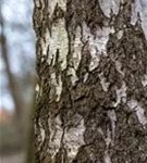 Sandbirke - Betula pendula - Baum