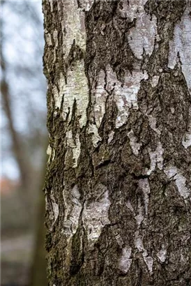 Sandbirke - Betula pendula - Baum