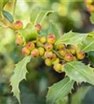 Stechpalme 'Heckenfee' -S- - Ilex meserveae 'Heckenfee' -S-