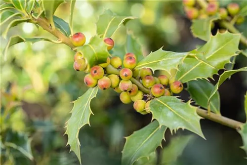 Stechpalme 'Heckenfee' -S- - Ilex meserveae 'Heckenfee' -S-