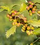 Stechpalme 'Heckenfee' -S- - Ilex meserveae 'Heckenfee' -S-