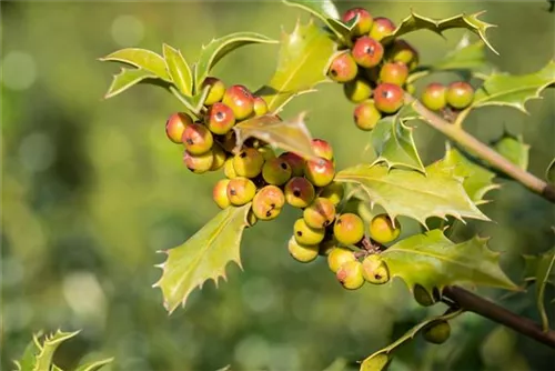 Stechpalme 'Heckenfee' -S- - Ilex meserveae 'Heckenfee' -S-