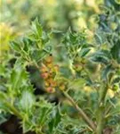 Stechpalme 'Heckenfee' -S- - Ilex meserveae 'Heckenfee' -S-