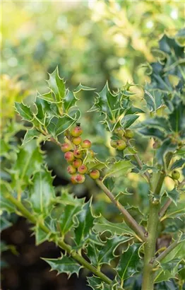 Stechpalme 'Heckenfee' -S- - Ilex meserveae 'Heckenfee' -S-